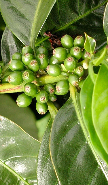 Os benefícios do café verde